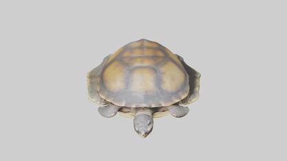 Flatback Turtle resting model VR / AR / low-poly