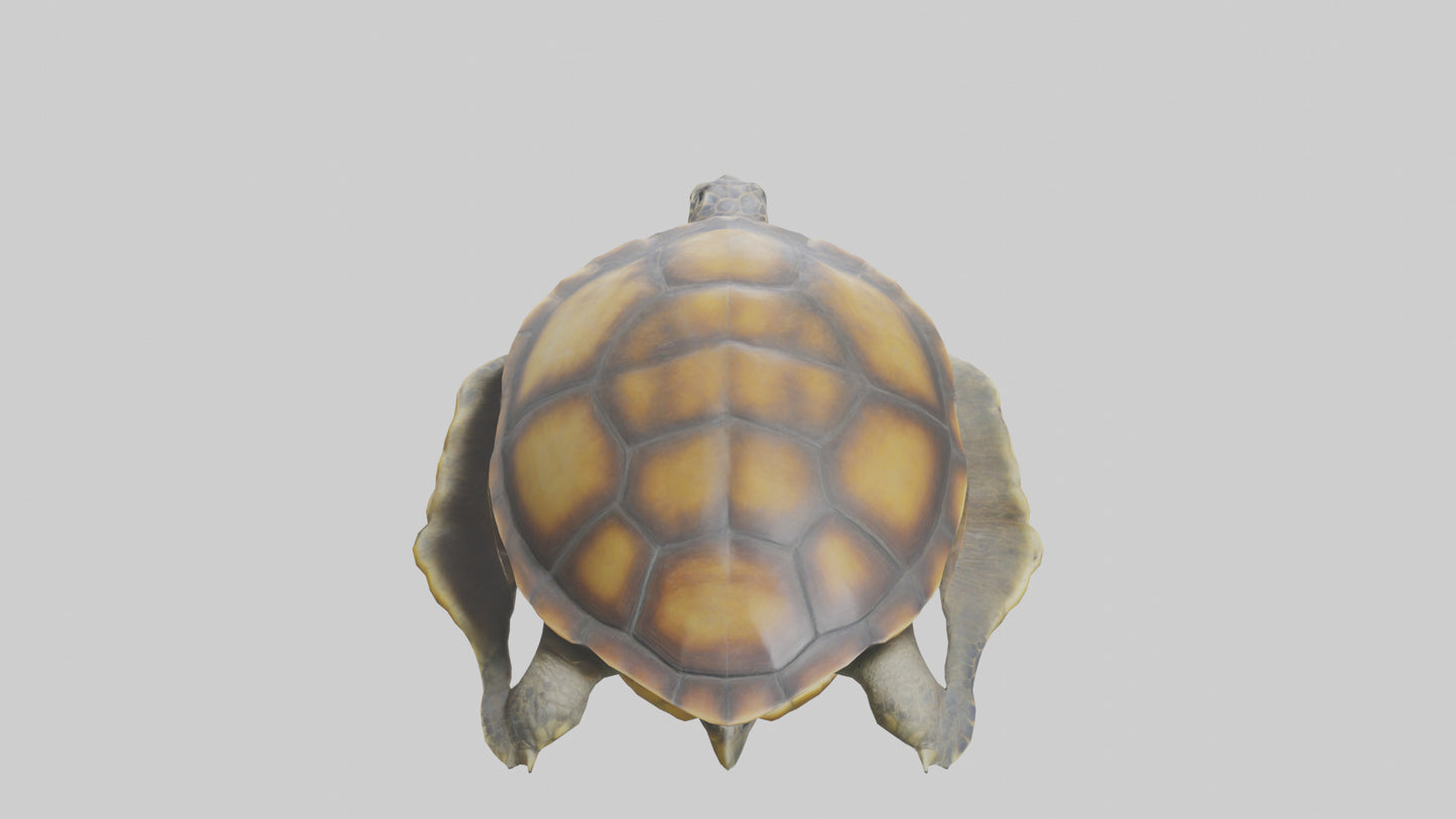 Flatback Turtle resting model VR / AR / low-poly