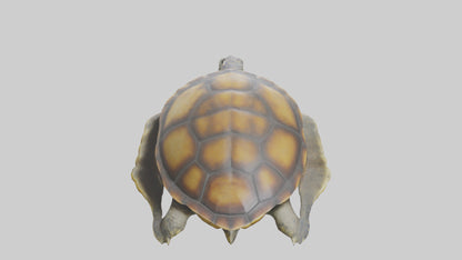 Flatback Turtle resting model VR / AR / low-poly