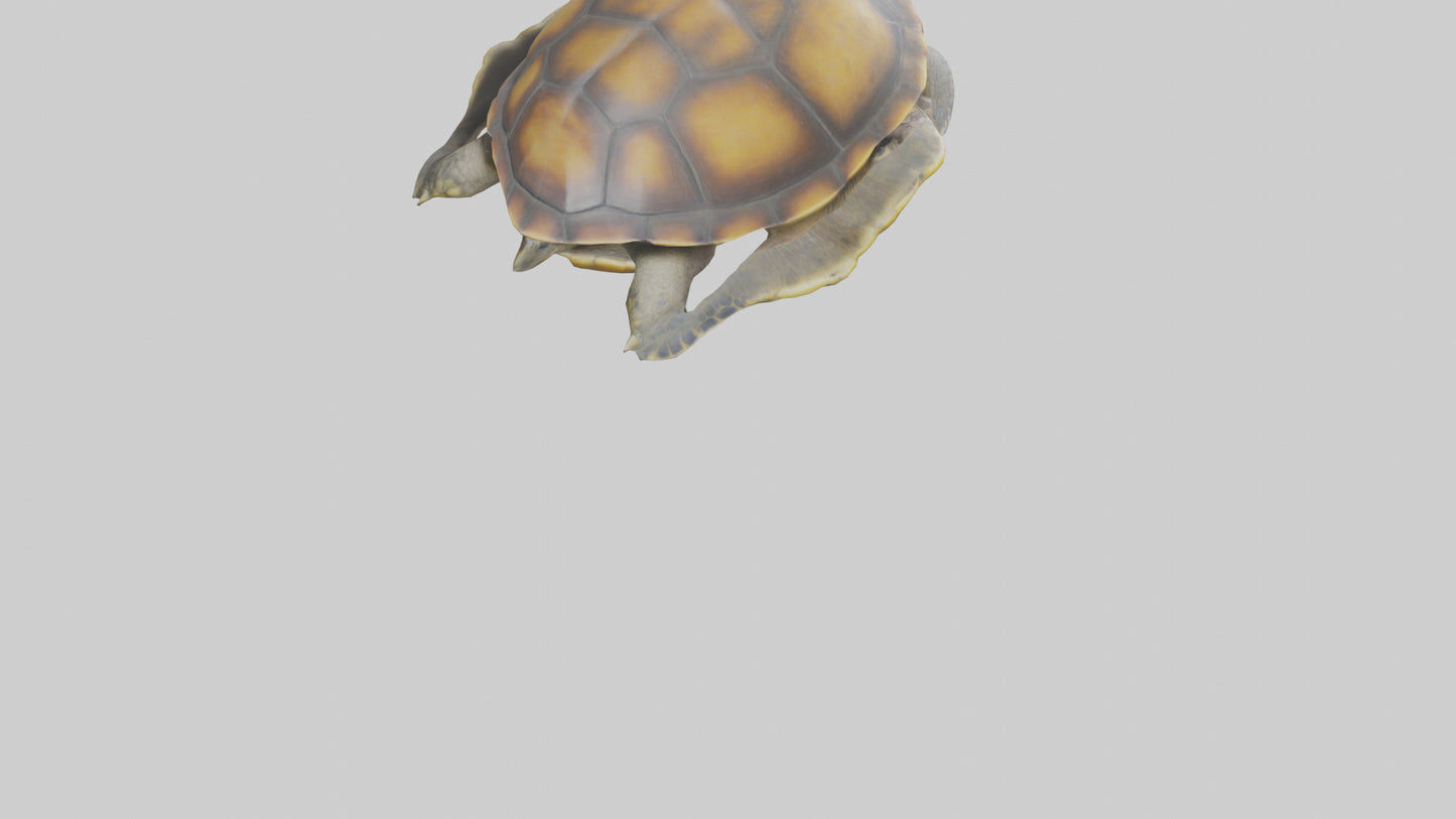 Flatback Turtle resting model VR / AR / low-poly