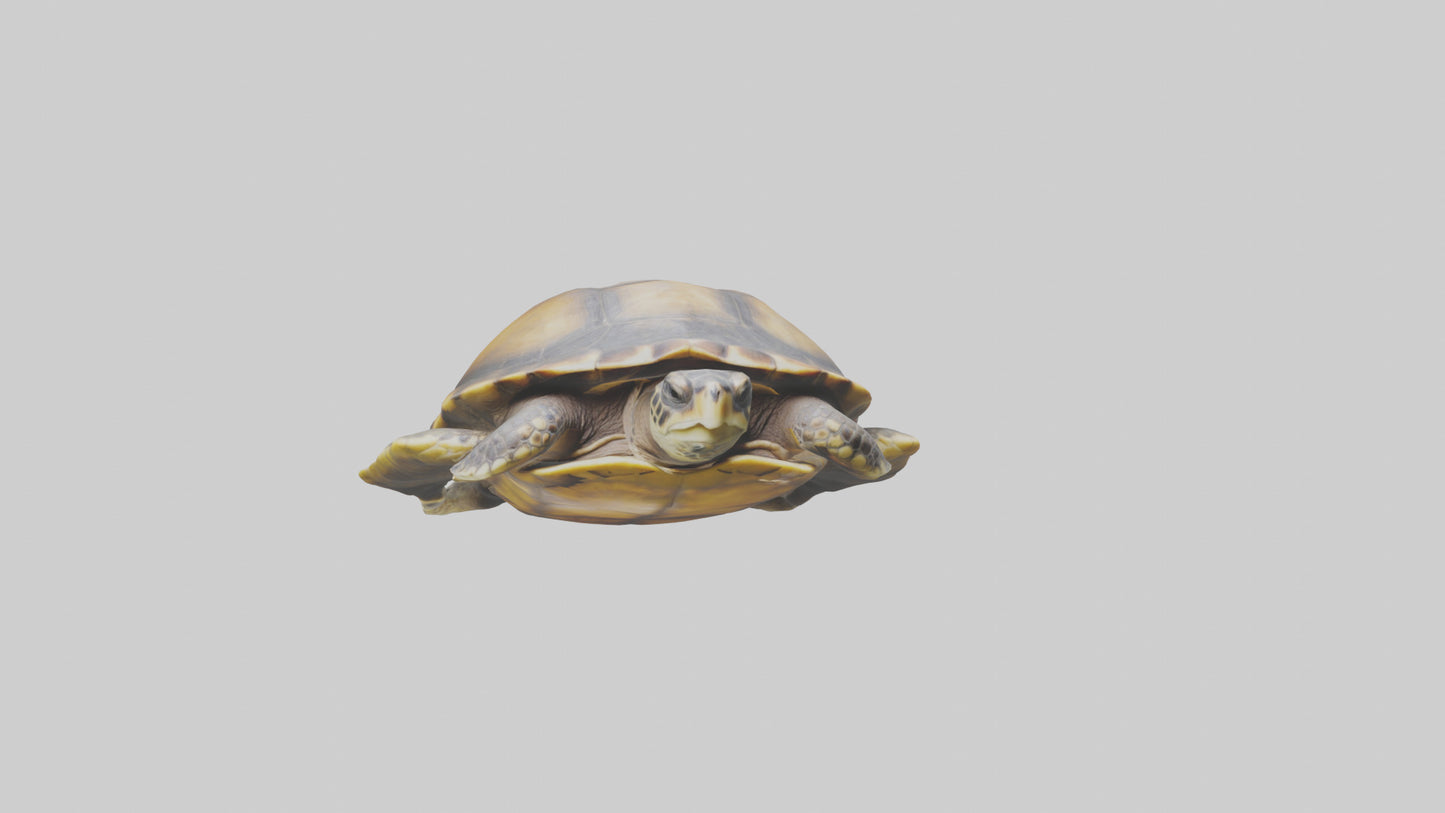 Flatback Turtle resting model VR / AR / low-poly