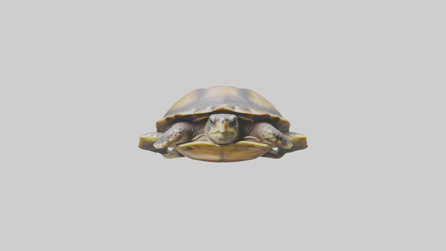 Flatback Turtle resting model VR / AR / low-poly