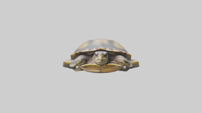 Flatback Turtle resting model VR / AR / low-poly