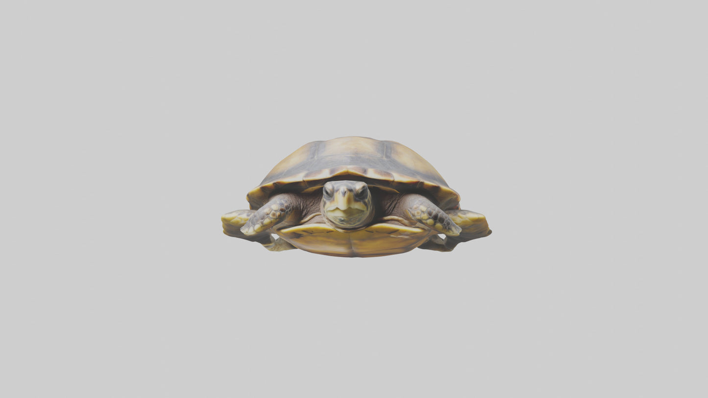 Flatback Turtle resting model VR / AR / low-poly