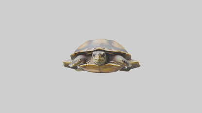Flatback Turtle resting model VR / AR / low-poly