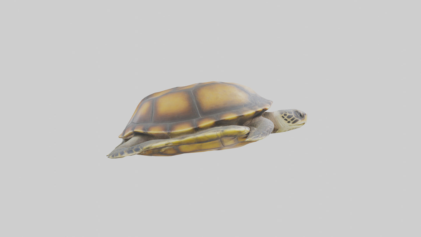 Flatback Turtle resting model VR / AR / low-poly