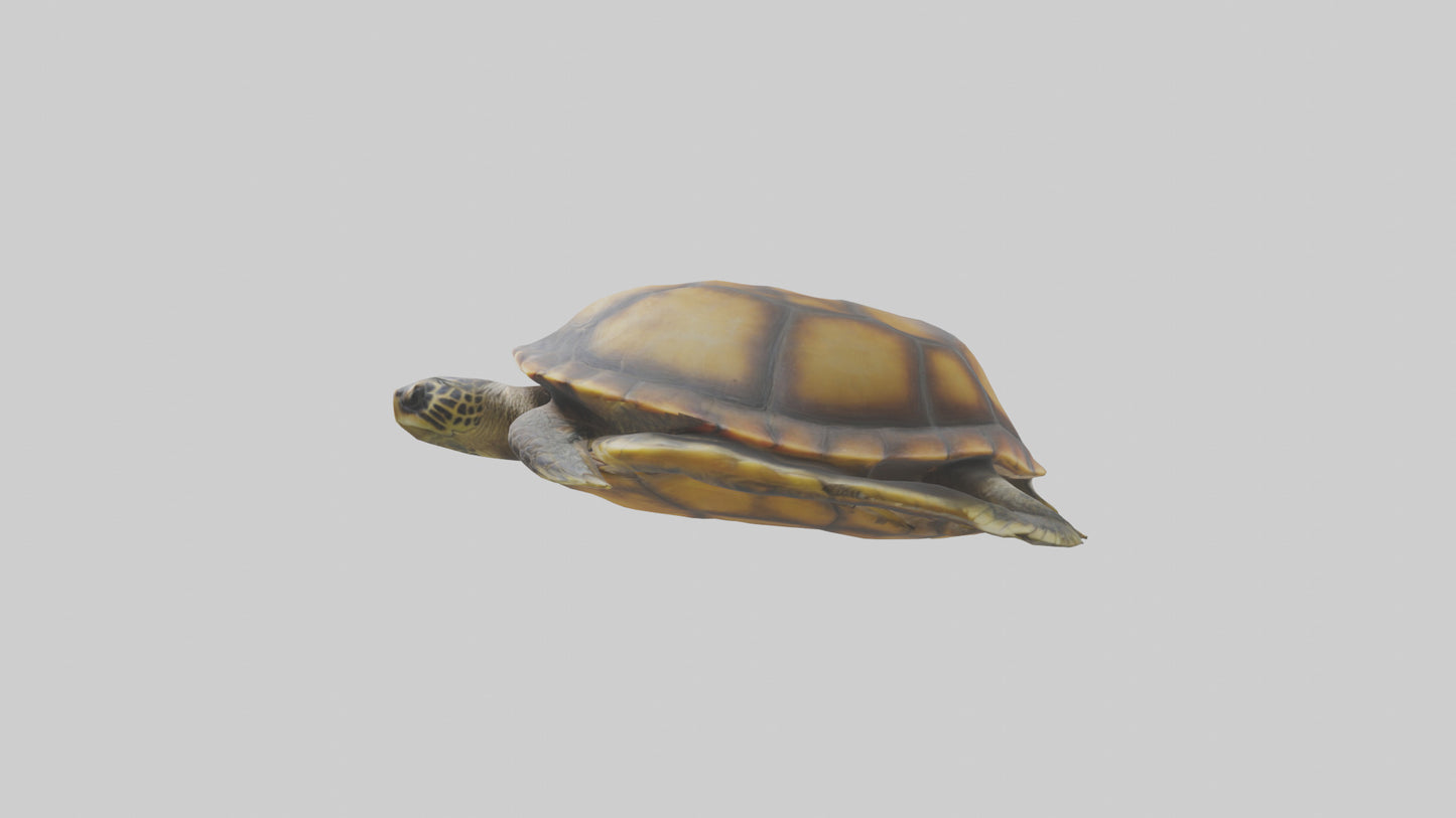 Flatback Turtle resting model VR / AR / low-poly