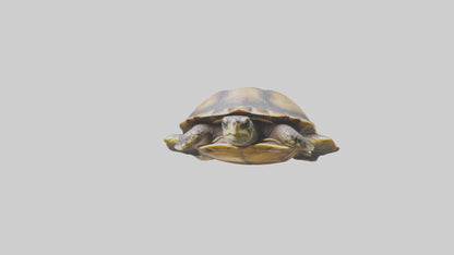Flatback Turtle resting model VR / AR / low-poly