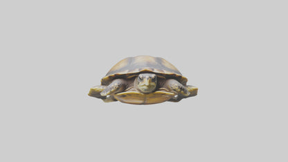 Flatback Turtle resting model VR / AR / low-poly