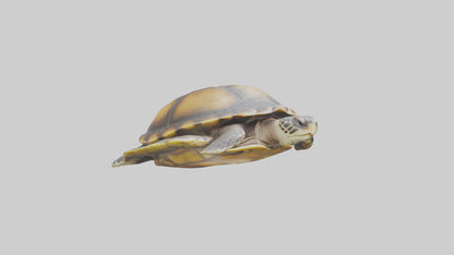 Flatback Turtle resting model VR / AR / low-poly