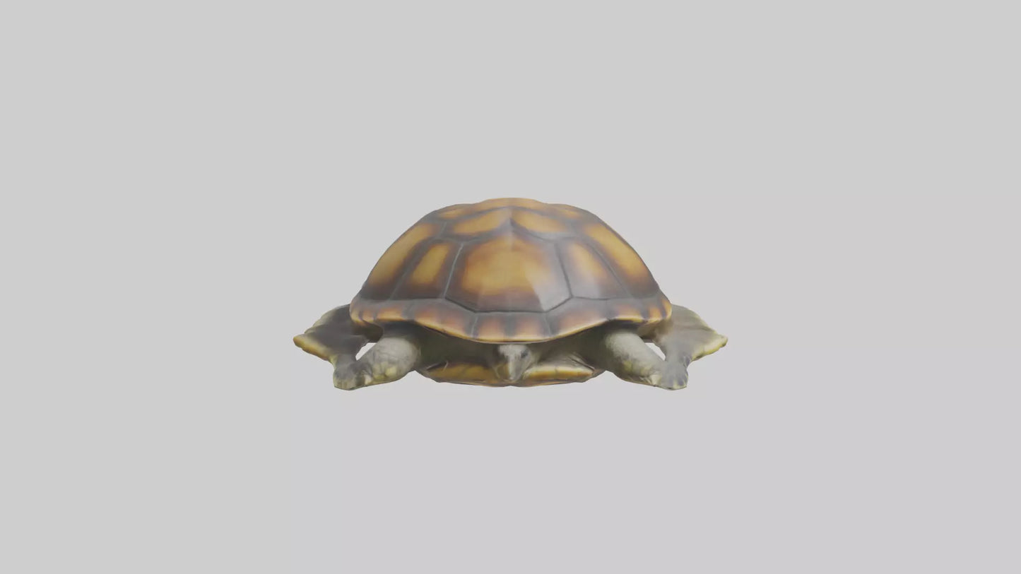 Flatback Turtle resting model VR / AR / low-poly