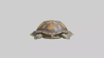 Flatback Turtle resting model VR / AR / low-poly