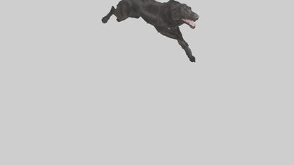 FlatCoated Retriever playing model 3D model