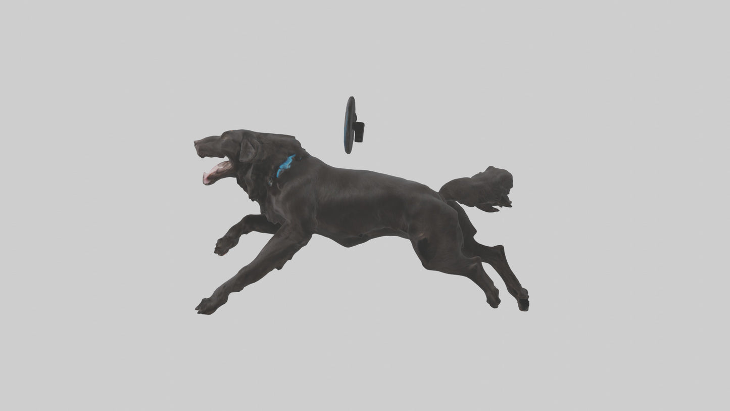 FlatCoated Retriever playing model 3D model