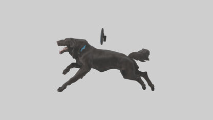 FlatCoated Retriever playing model 3D model