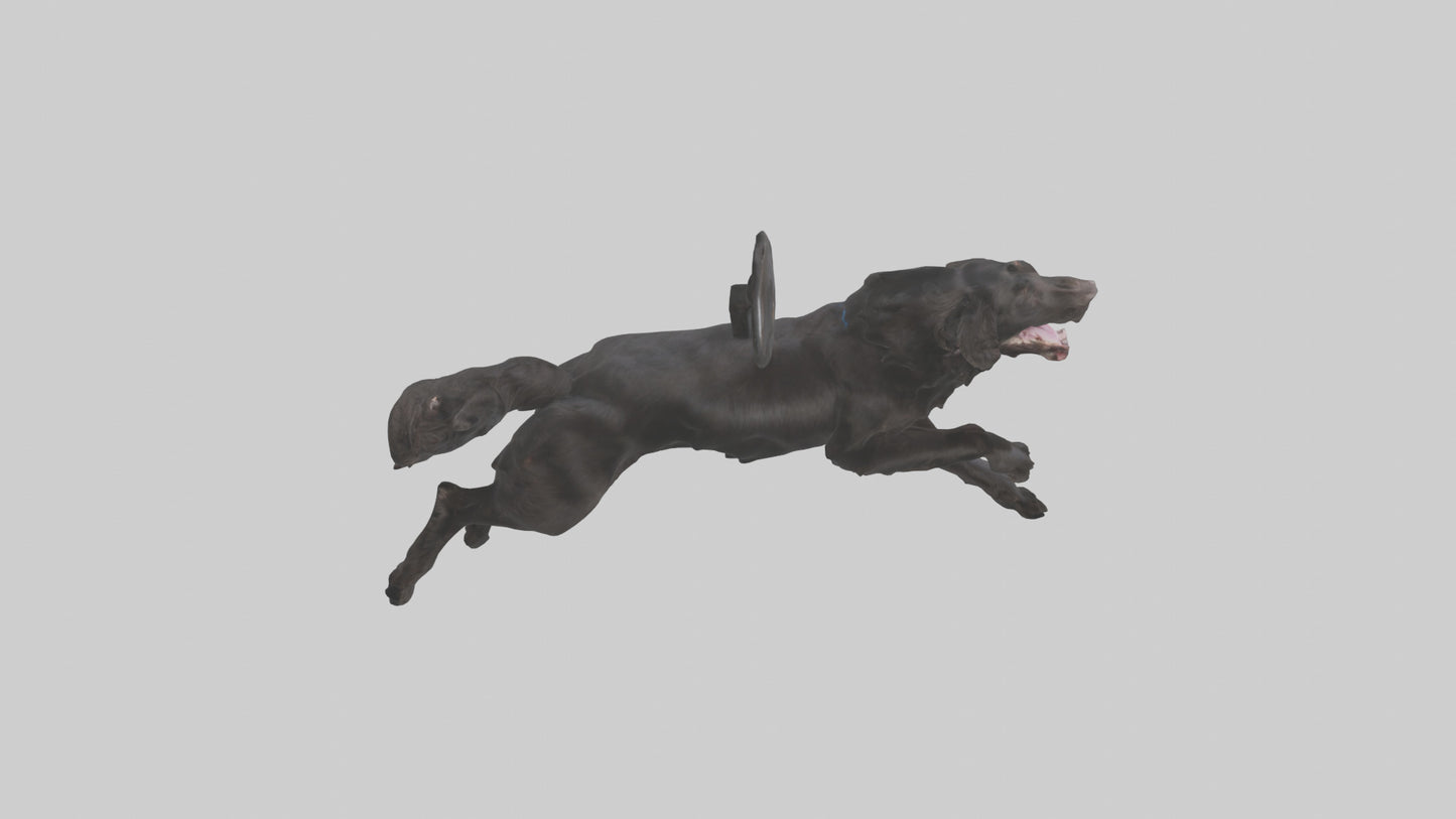 FlatCoated Retriever playing model 3D model