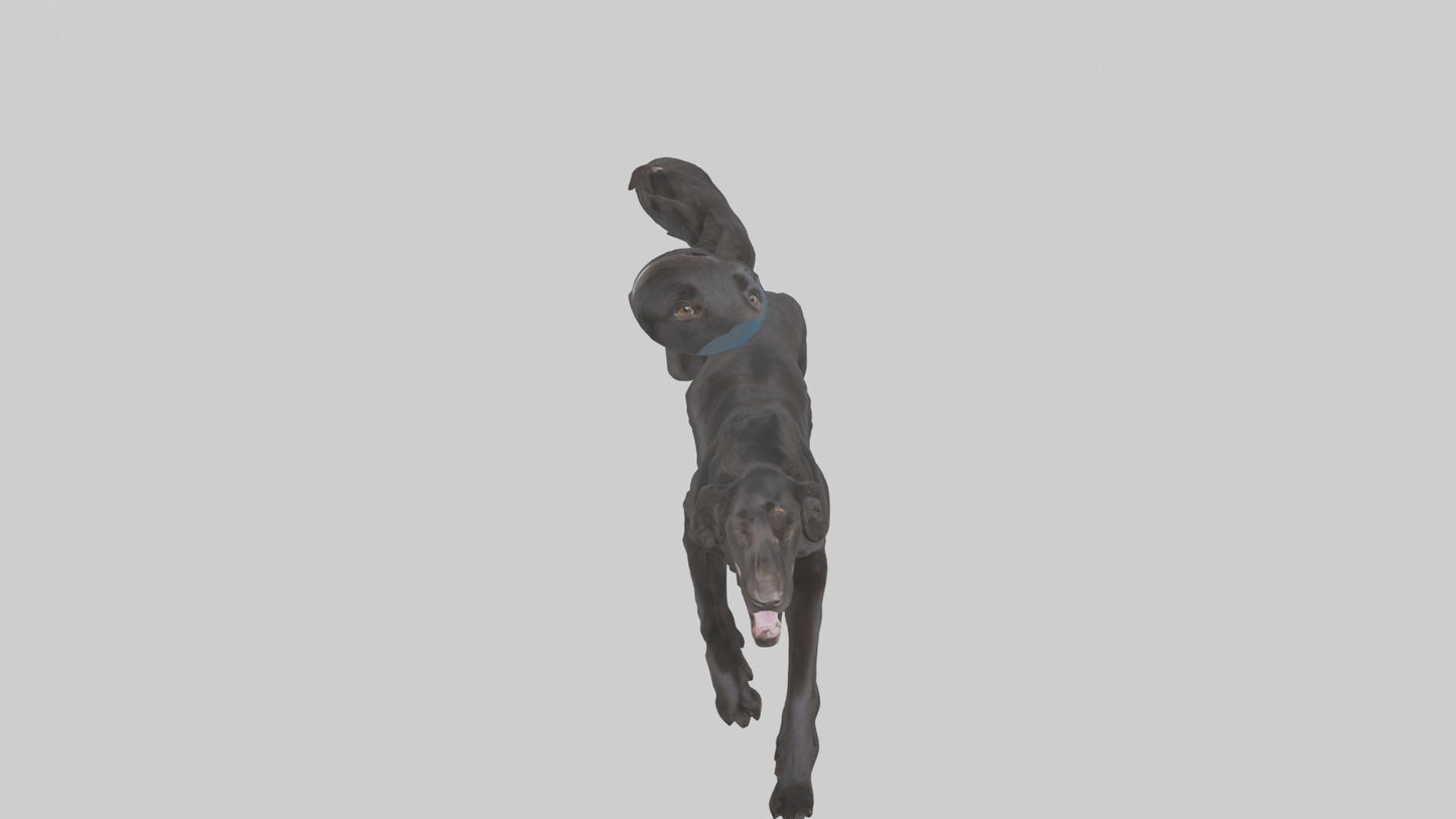 FlatCoated Retriever playing model 3D model