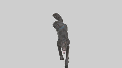 FlatCoated Retriever playing model 3D model