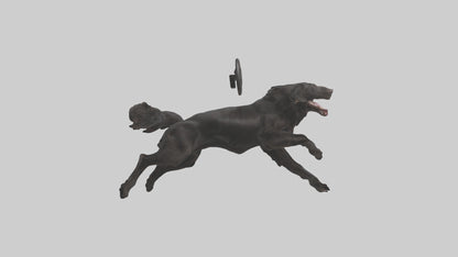 FlatCoated Retriever playing model 3D model
