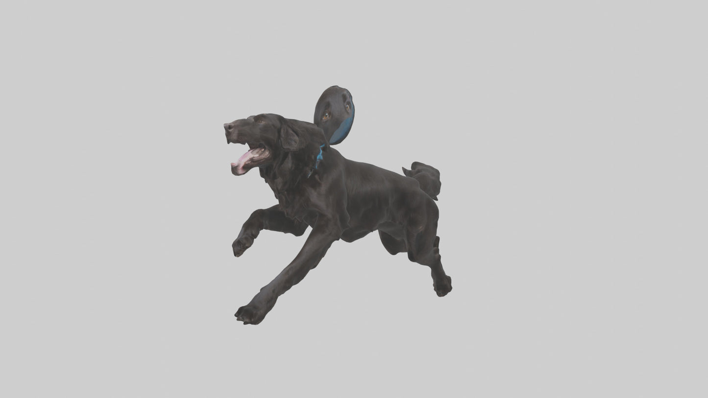 FlatCoated Retriever playing model 3D model