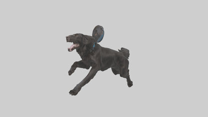 FlatCoated Retriever playing model 3D model