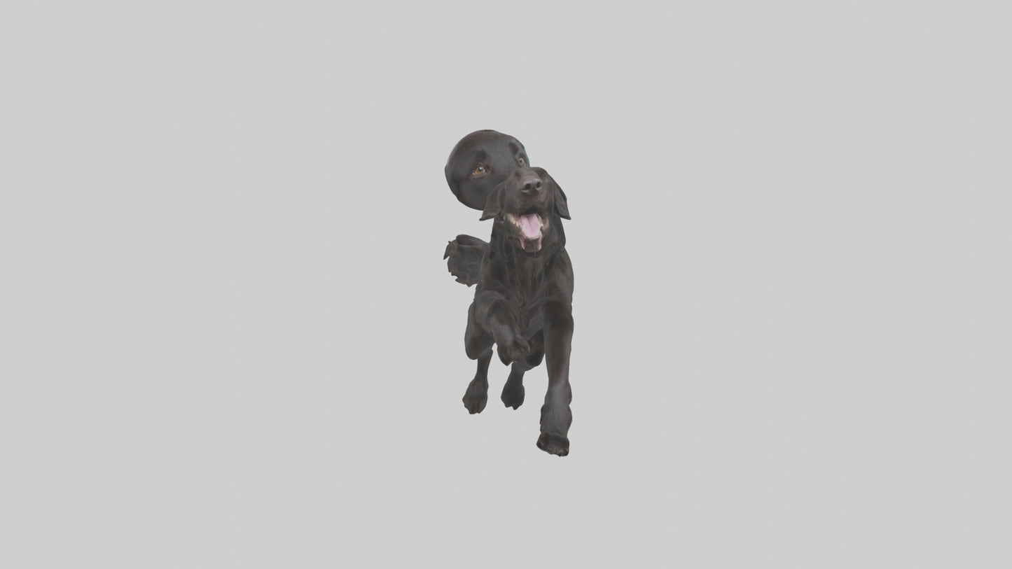 FlatCoated Retriever playing model 3D model