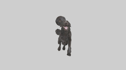FlatCoated Retriever playing model 3D model