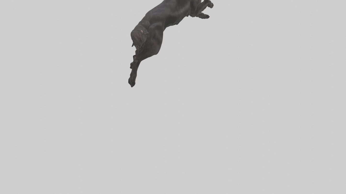FlatCoated Retriever playing model 3D model