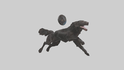 FlatCoated Retriever playing model 3D model