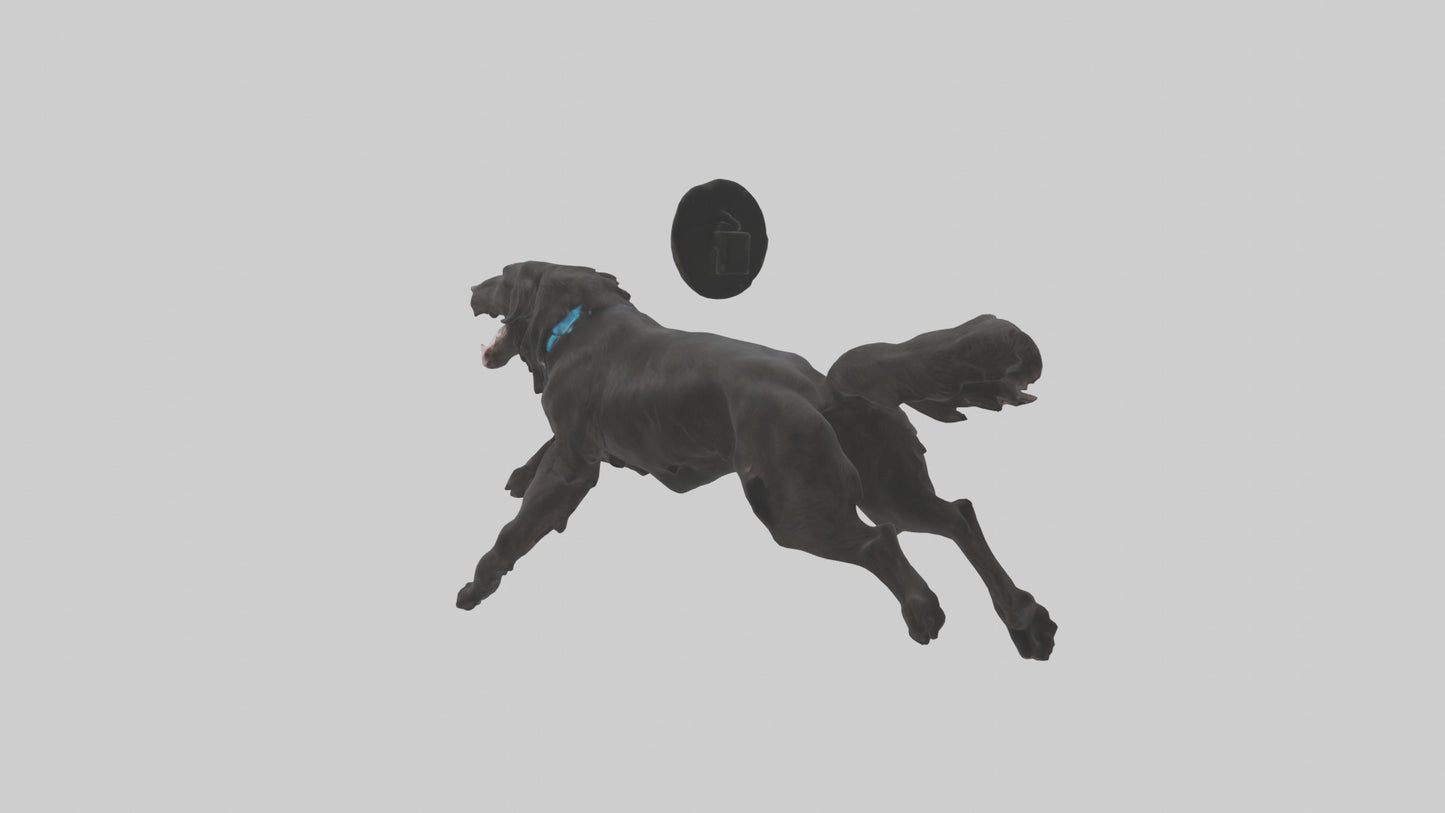 FlatCoated Retriever playing model 3D model