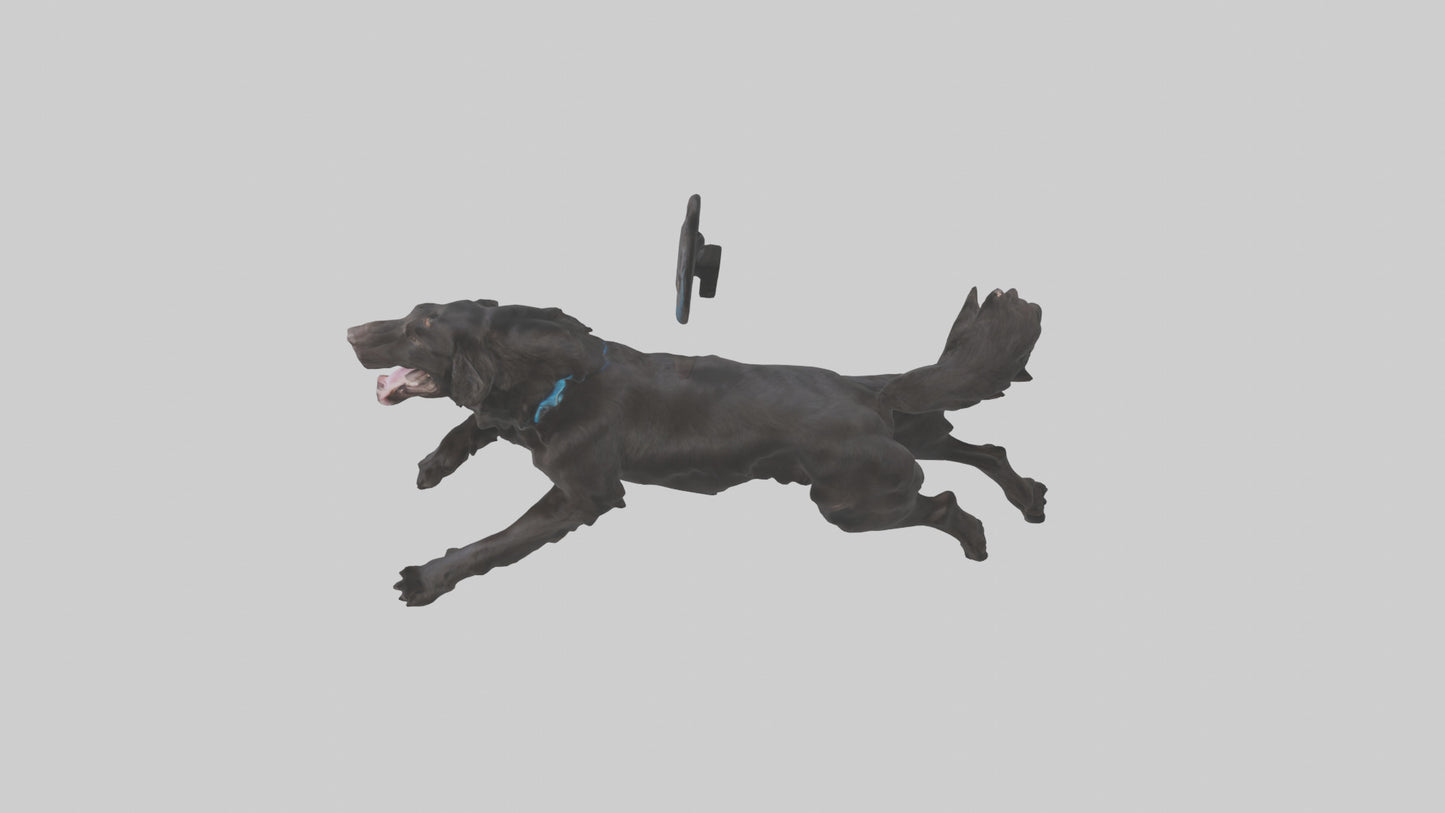 FlatCoated Retriever playing model 3D model