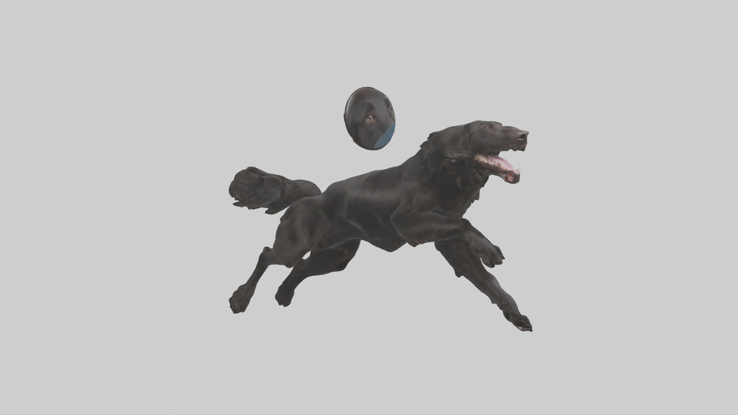 FlatCoated Retriever playing model 3D model