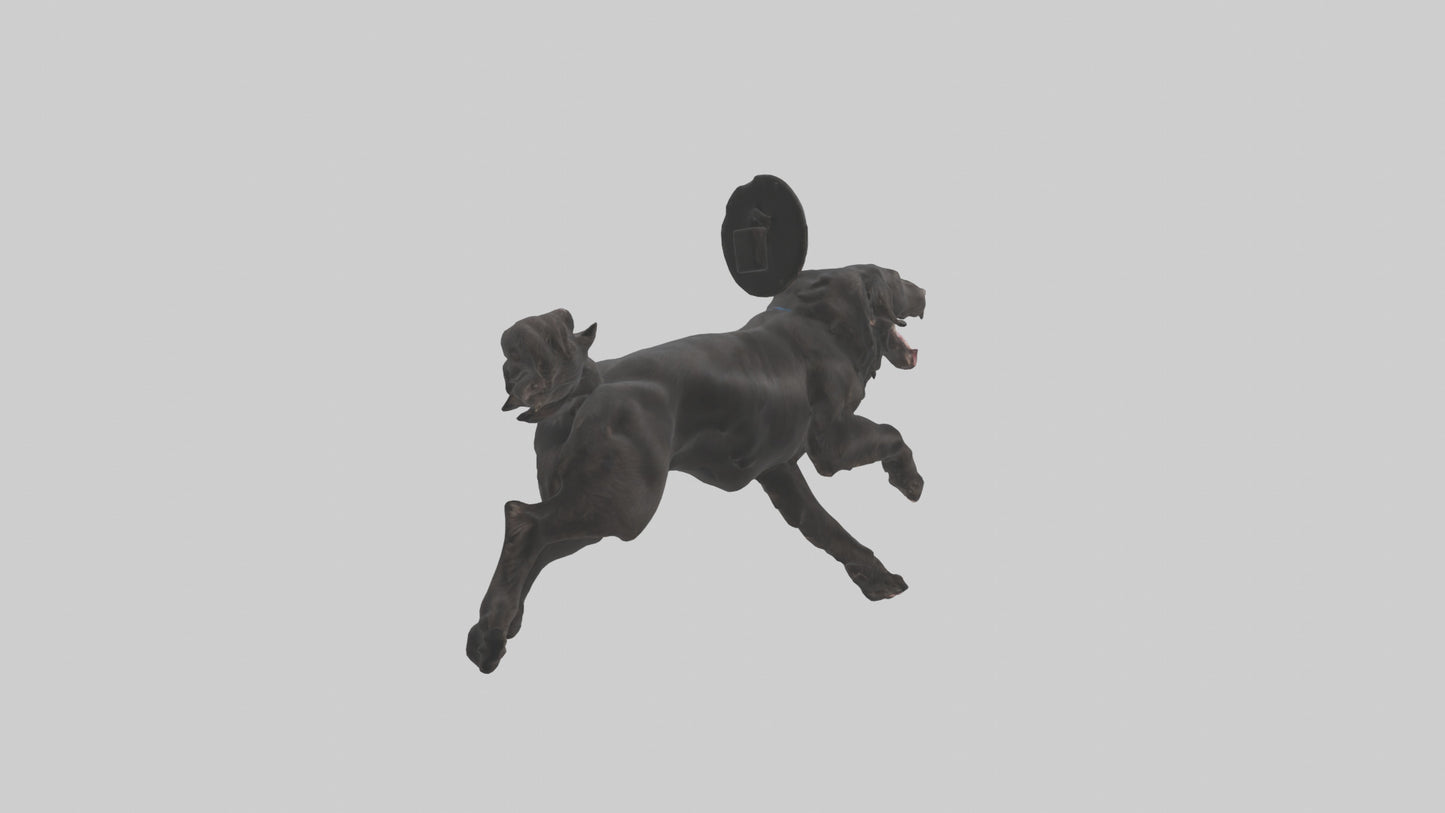FlatCoated Retriever playing model 3D model