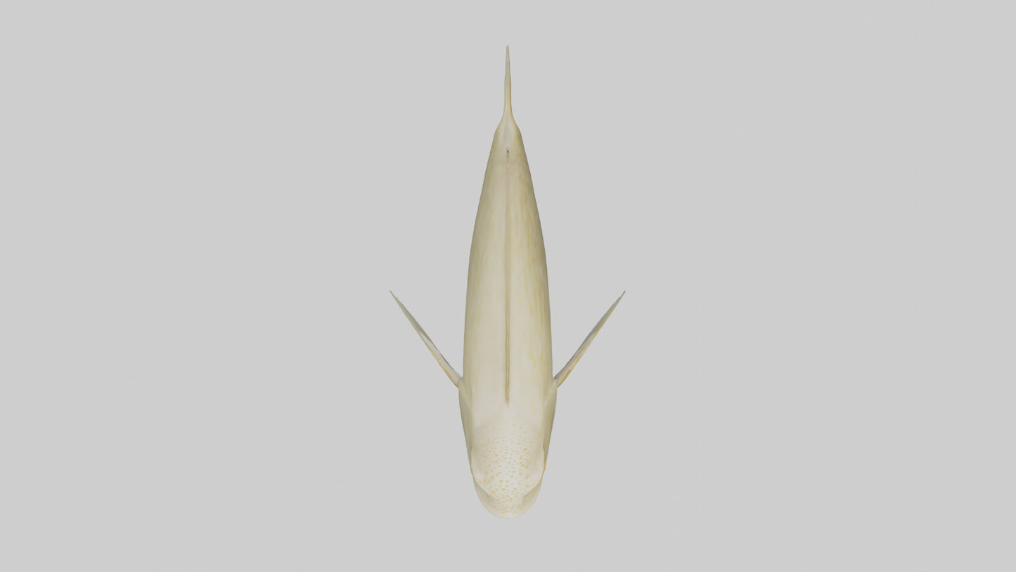 Flatfish swimming model 3D model