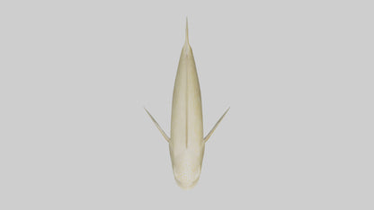 Flatfish swimming model 3D model