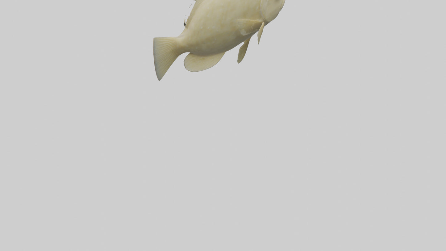 Flatfish swimming model 3D model