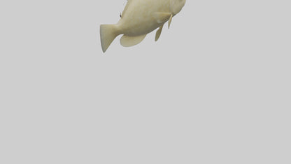 Flatfish swimming model 3D model
