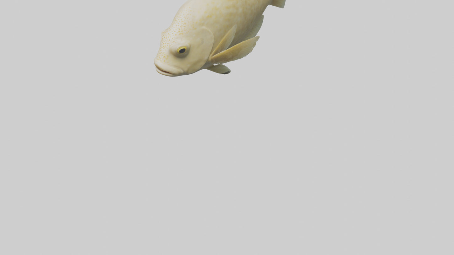 Flatfish swimming model 3D model