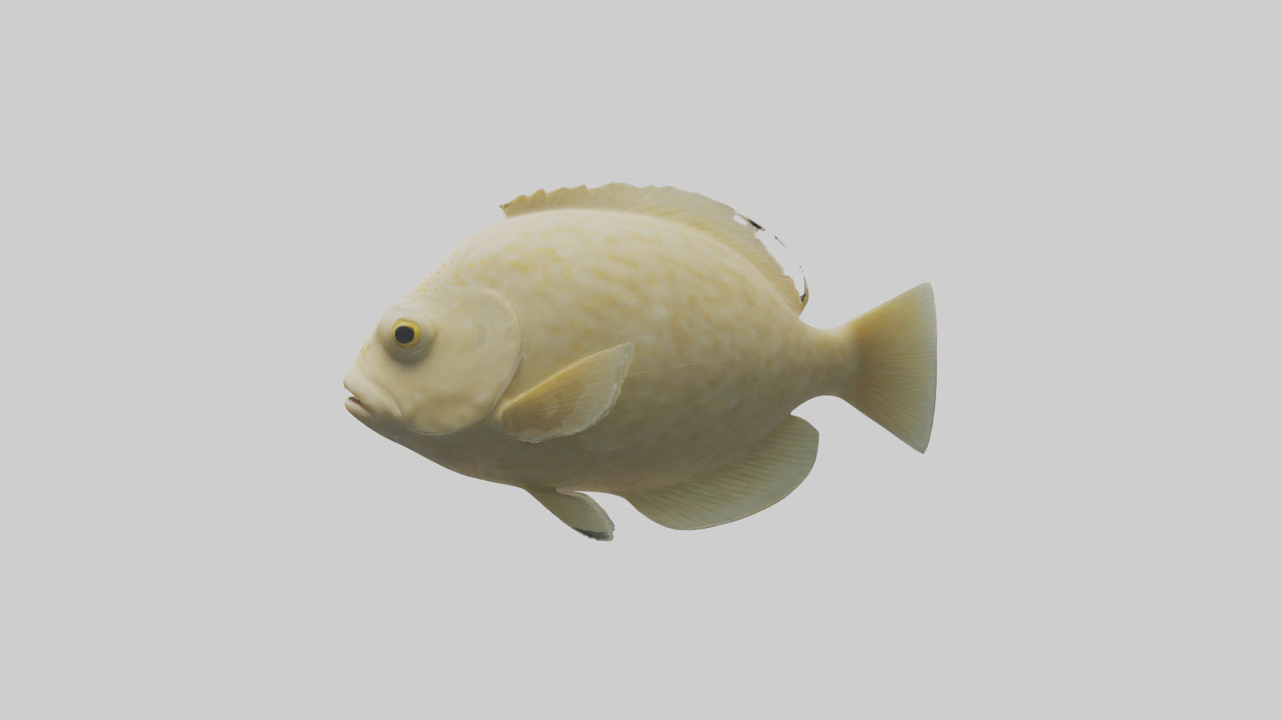 Flatfish swimming model 3D model