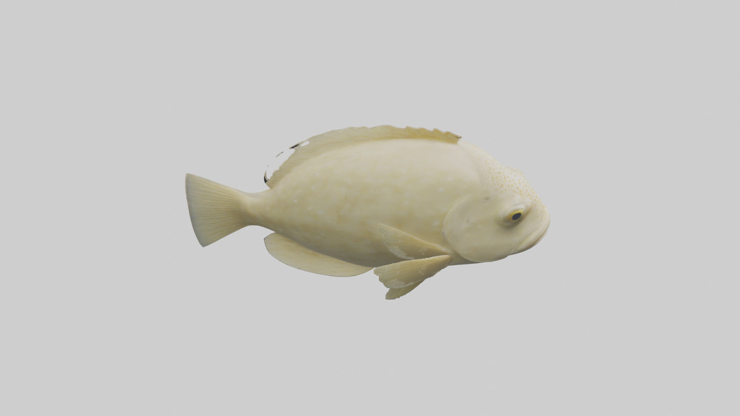 Flatfish swimming model 3D model