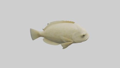 Flatfish swimming model 3D model