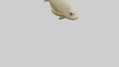 Flatfish swimming model 3D model