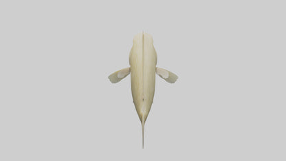 Flatfish swimming model 3D model