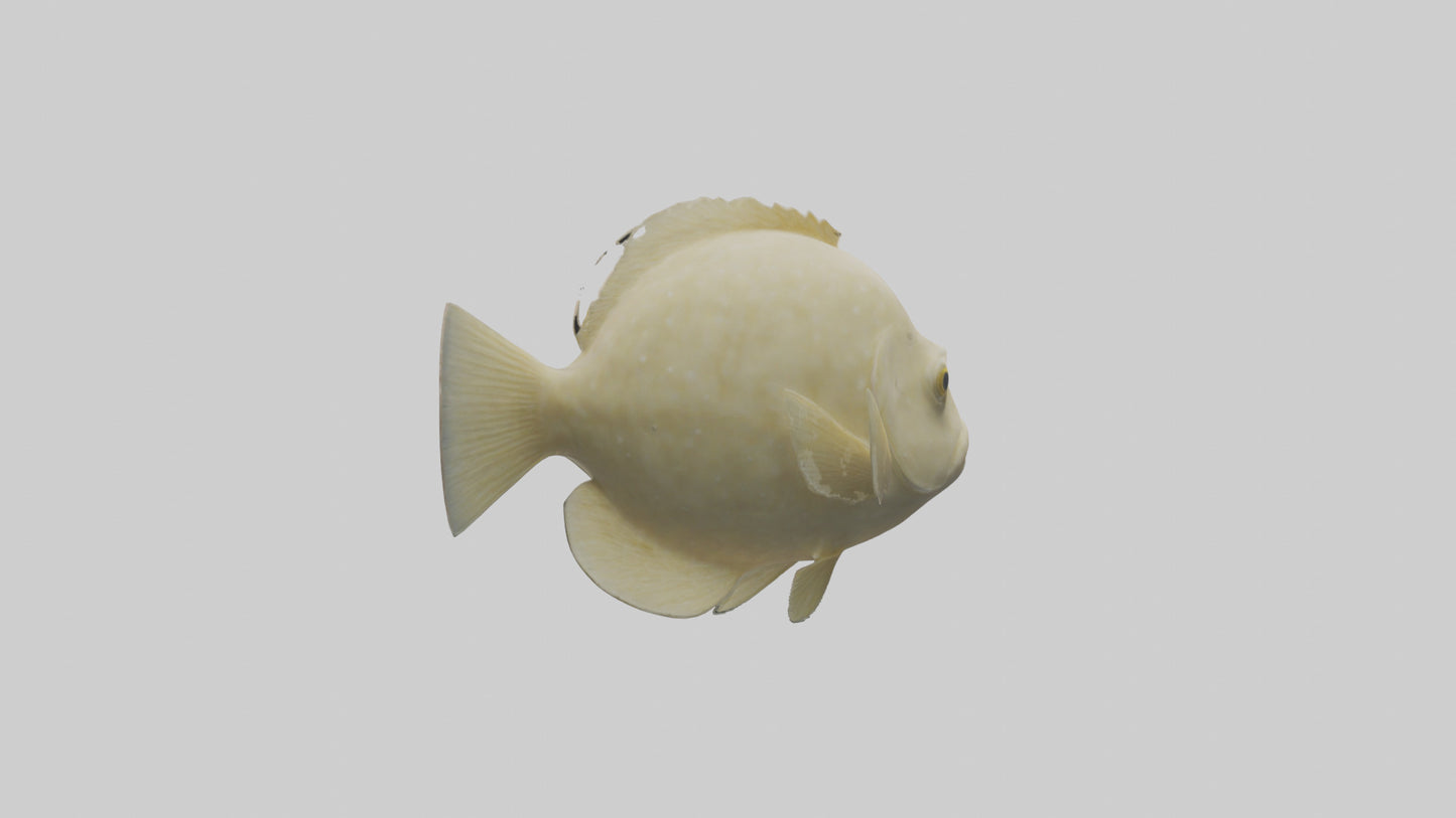 Flatfish swimming model 3D model