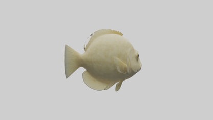 Flatfish swimming model 3D model