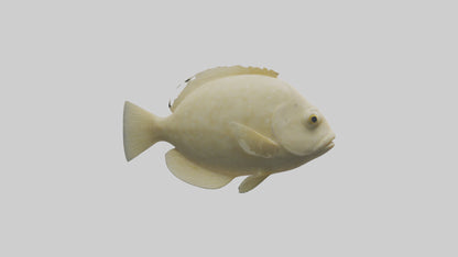 Flatfish swimming model 3D model