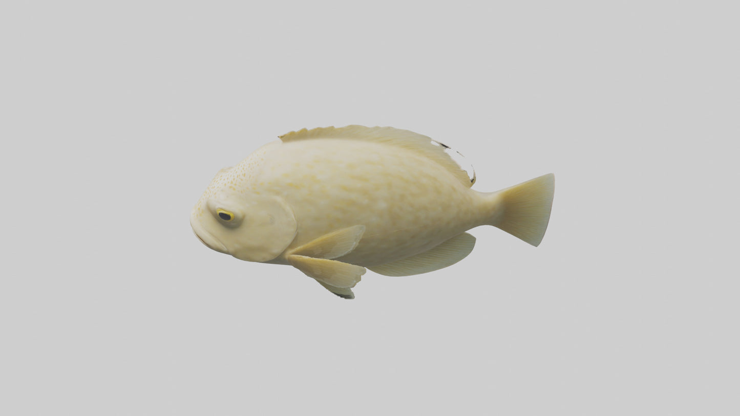 Flatfish swimming model 3D model