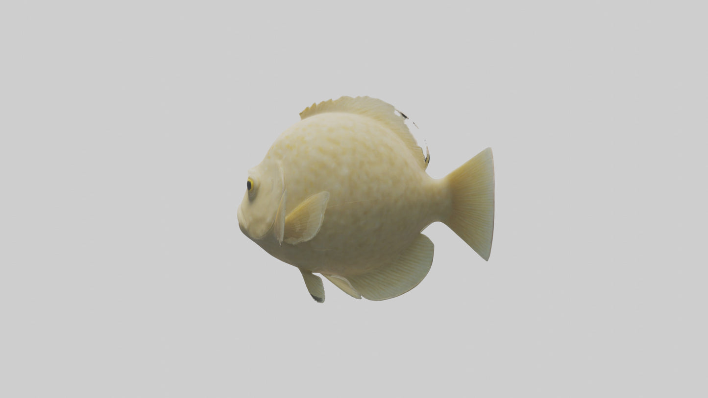 Flatfish swimming model 3D model