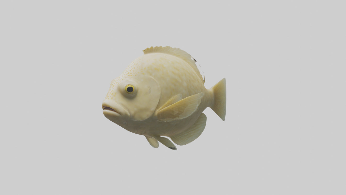 Flatfish swimming model 3D model