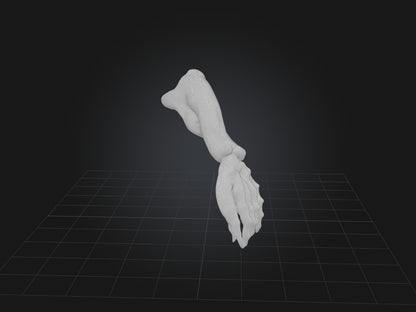 Flexor Pollicis Brevis Muscle Model 3D model